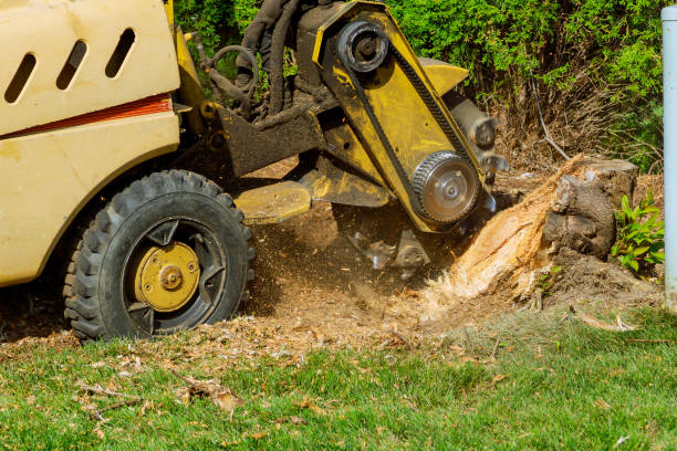 Best Palm Tree Trimming  in Chanhassen, MN